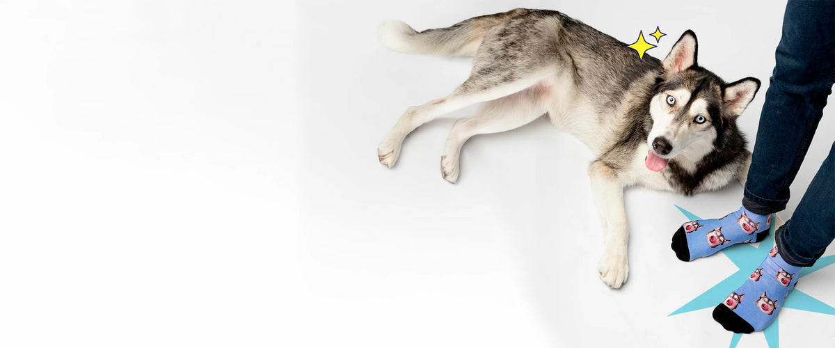 Perro husky con calcetines personalizados con su cara